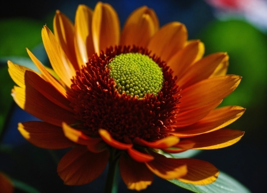 Plant, Flower, Sky, Petal, Botany, Sunflower