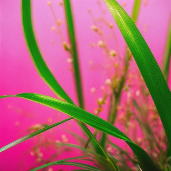 Plant, Flower, Terrestrial Plant, Pink, Grass, Magenta