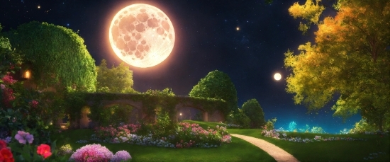 Plant, Sky, Atmosphere, World, Light, Moon