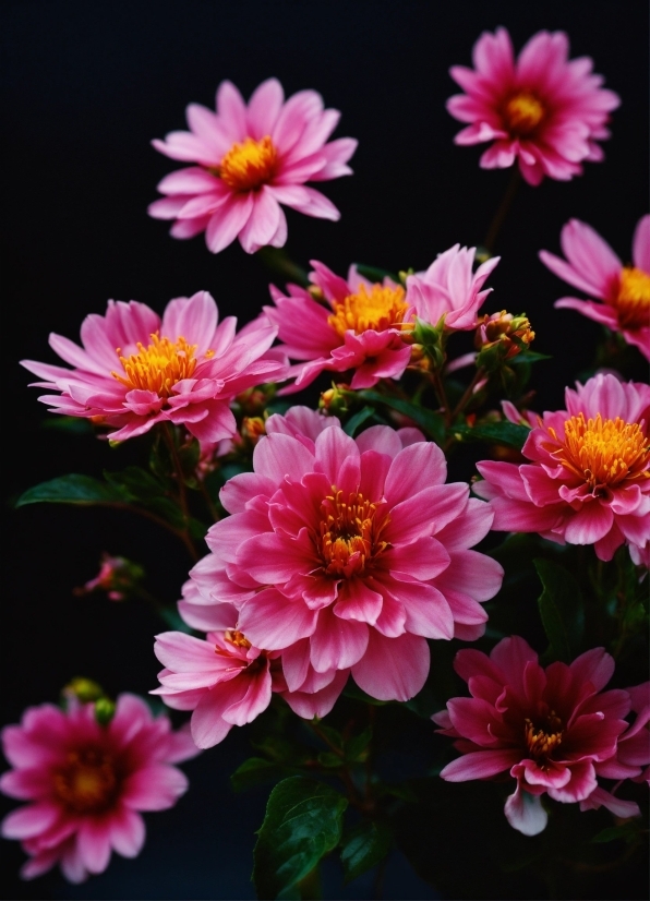 Premium Stock Footage, Flower, Plant, Botany, Petal, Pink