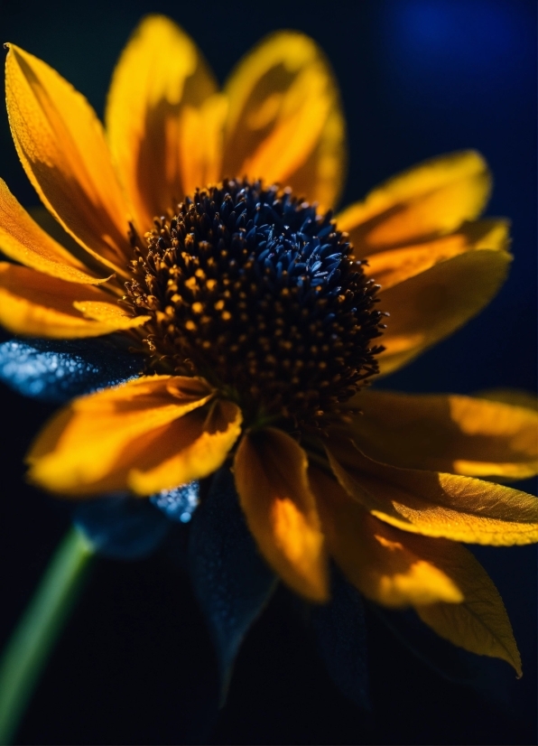 Rotten Tomatoes Ai Artificial Intelligence, Plant, Flower, Petal, Sky, Flowering Plant