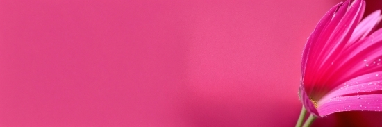 Royalty Free Picture Sites, Brown, Purple, Pink, Violet, Magenta