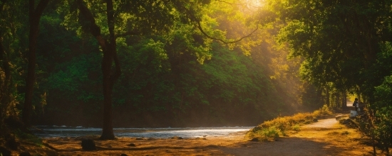 Royalty Free Stock Footage Free Download, Water, Plant, Natural Landscape, Wood, Sunlight