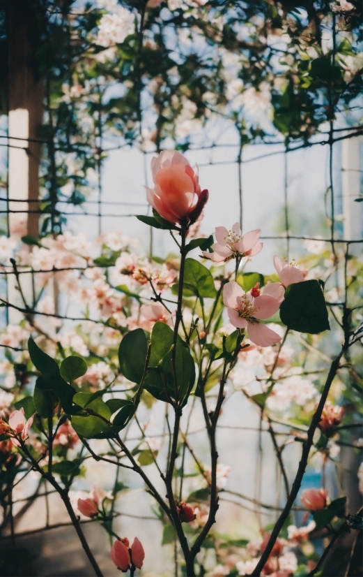 Sci Fi Stock Footage, Flower, Plant, Petal, Window, Branch