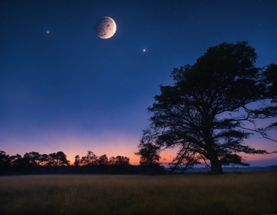 Sky, Atmosphere, Moon, Natural Environment, Tree, Natural Landscape