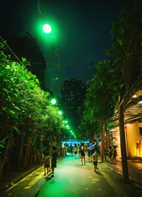 Sky, Plant, Street Light, Green, Light, Nature