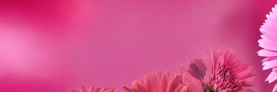 Soundful Ai Music Creation, Flower, Plant, Petal, Purple, Sky