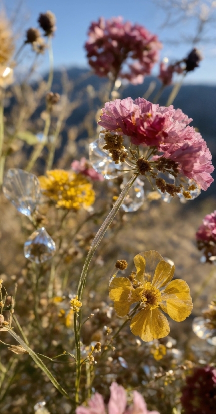 Stable Diffusion Edit Image, Flower, Plant, Sky, Petal, Vegetation