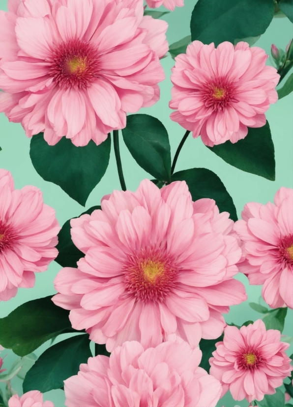 Stock Image Library, Flower, Plant, White, Botany, Petal