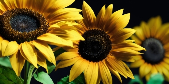 Text To Image Generation Online, Flower, Plant, Petal, Leaf, Vegetation