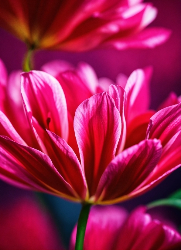 Texttoimage, Flower, Plant, Botany, Leaf, Petal