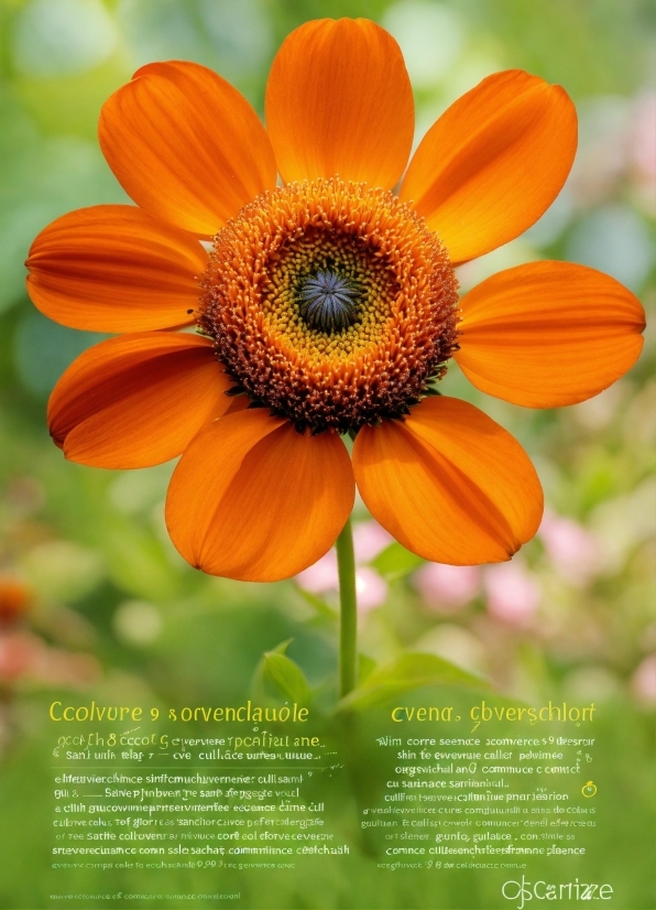 The Best Free Stock Photos & Videos, Flower, Plant, Petal, Botany, Insect