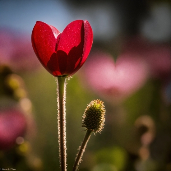 Timelapse Stock Footage, Flower, Plant, Petal, Cloud, Sky