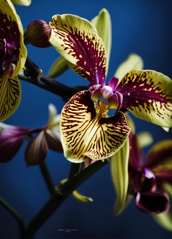 Topaz Photo Ai Full Download, Flower, Plant, Light, Botany, Purple