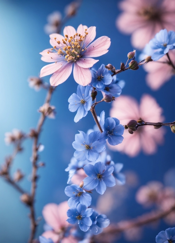 Tornado Stock Footage, Flower, Plant, Light, Blue, Nature