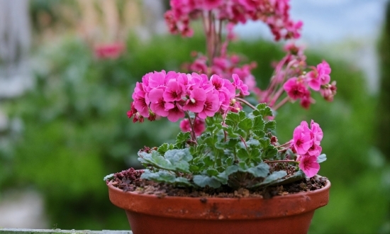 Twitch Clip Download, Flower, Plant, Flowerpot, Houseplant, Botany