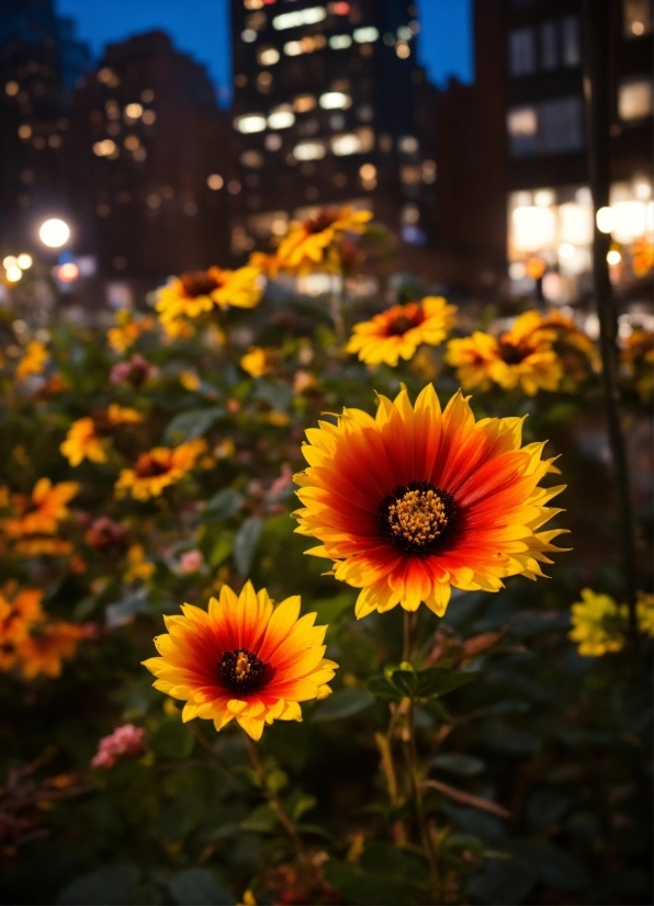 Twitch Clips To Tiktok, Flower, Plant, Sky, Nature, Botany