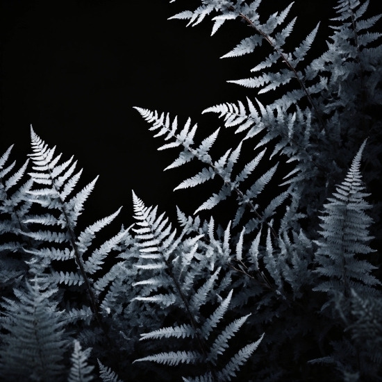 Video Background Png Download, Nature, Leaf, Twig, Branch, Plant