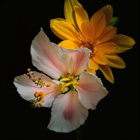 Youtube To Mp3 Converter Yt1, Flower, Plant, Petal, Herbaceous Plant, Flowering Plant
