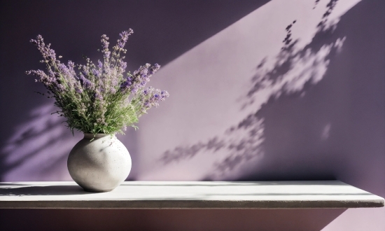 Flower, Plant, Flowerpot, Purple, Vase, Window