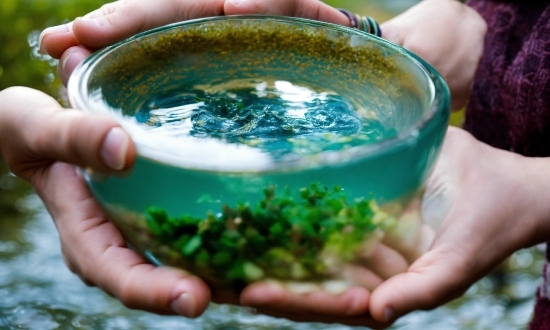 Hand, Green, Blue, Plant, Finger, Water