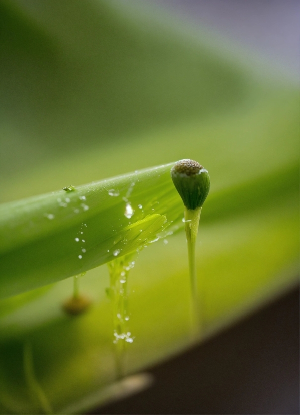 Kapwing Audio Editor, Water, Liquid, Fluid, Terrestrial Plant, Grass