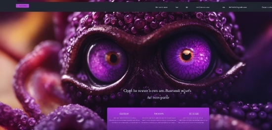 Love Stock Footage, Vertebrate, Purple, Organism, Violet, Owl