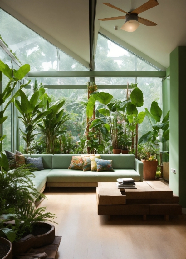Plant, Building, Furniture, Houseplant, Flowerpot, Shade