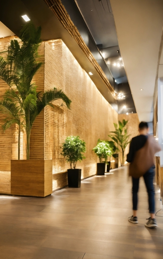 Plant, Houseplant, Interior Design, Lighting, Flooring, Wall