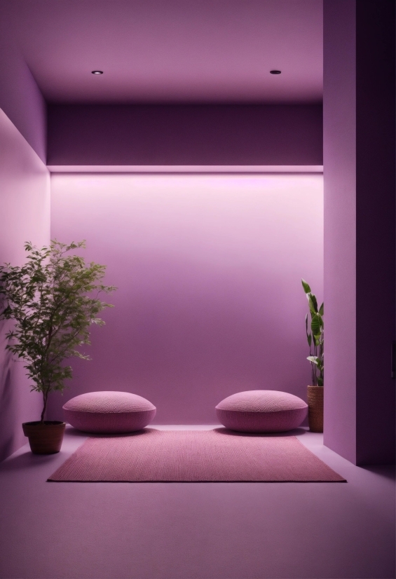 Plant, Purple, Houseplant, Lighting, Violet, Pink