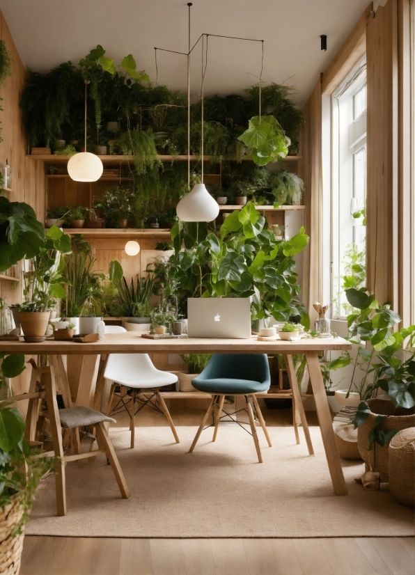 Plant, Table, Furniture, Property, Window, Flowerpot