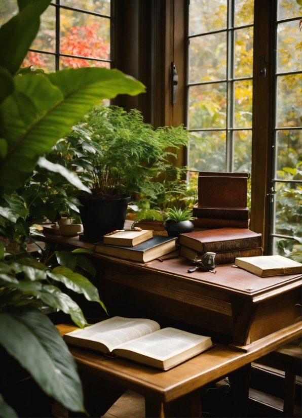 Plant, Window, Building, Houseplant, Book, Interior Design