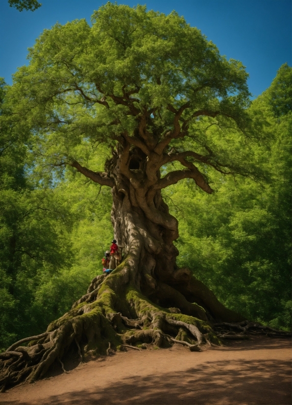 4 Multimedia Presentation Tool, Sky, Natural Landscape, Branch, Wood, Plant