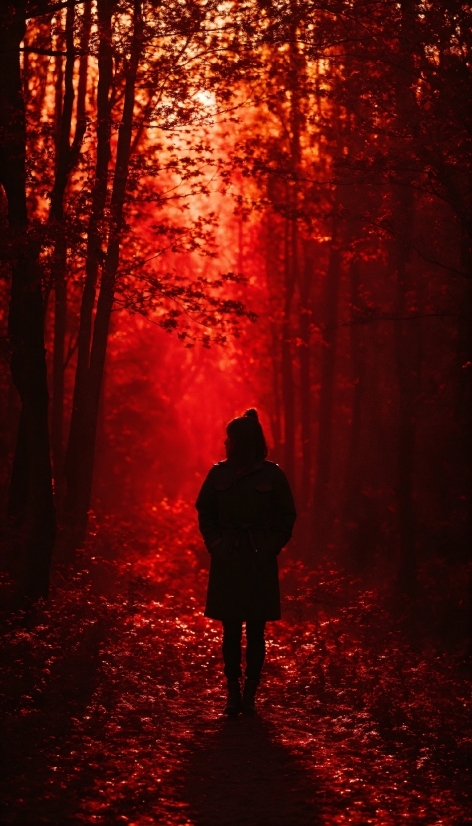 Adobe Premiere Pro Graphics, Plant, Atmosphere, People In Nature, Natural Landscape, Wood