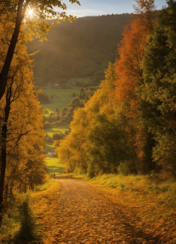 Adobe Premiere Pro Graphics, Plant, Sky, Ecoregion, Natural Landscape, Natural Environment