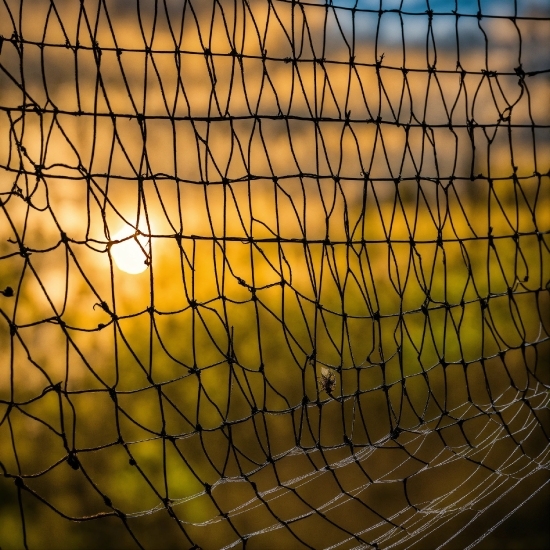 Amber, Mesh, Fence, Wire Fencing, Sunlight, Gold