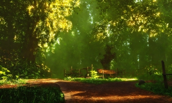 Animated Promo Video Maker, Plant, Natural Landscape, Natural Environment, Branch, Wood
