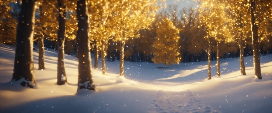 Atmosphere, Branch, Natural Landscape, Wood, Snow, Twig