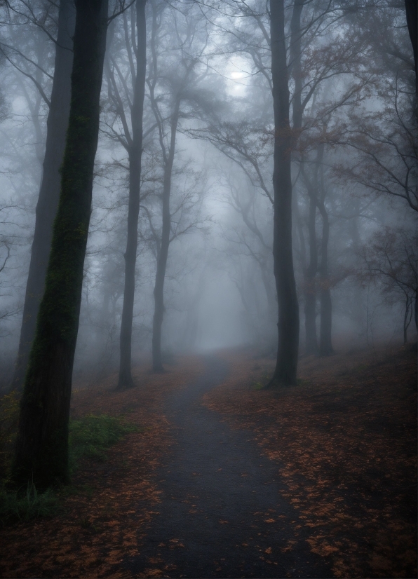 Atmosphere, Fog, Natural Landscape, Tree, Wood, Sky