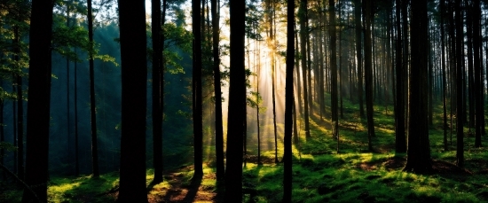 Atmosphere, Plant, Ecoregion, Sky, Wood, Tree