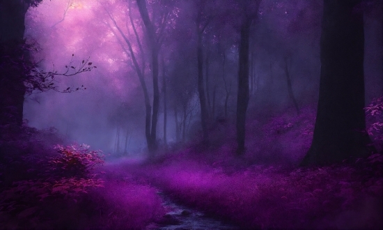 Atmosphere, Plant, Sky, Purple, Natural Landscape, Wood
