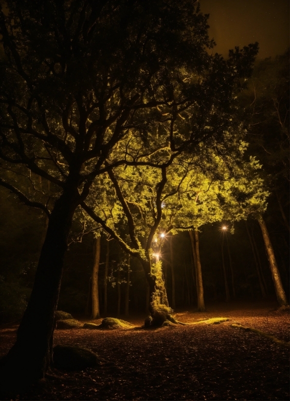 Atmosphere, Plant, Street Light, Tree, Wood, Branch