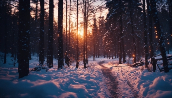 Atmosphere, Snow, Sky, Plant, Natural Landscape, Wood