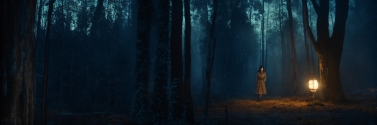 Becoming A Content Creator 2022, Plant, Wood, Natural Landscape, Tree, Trunk