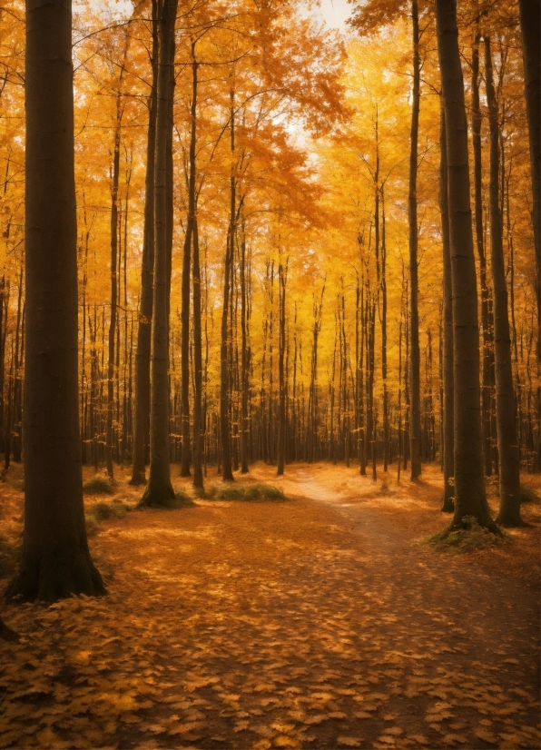 Best App To Create A Video, Atmosphere, Ecoregion, Light, People In Nature, Plant