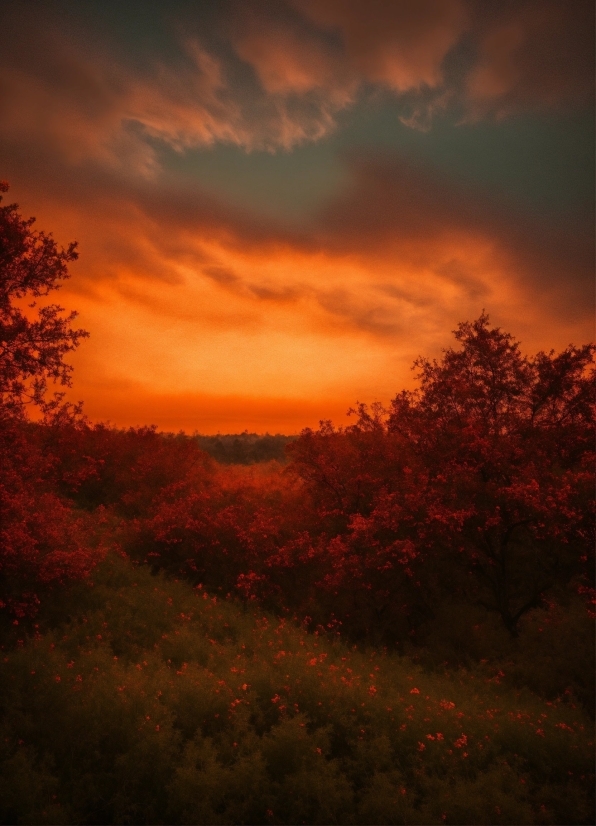 Buy Art Online, Cloud, Sky, Plant, Atmosphere, Orange