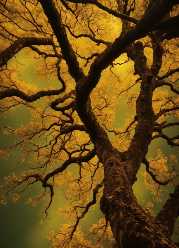 Christian Graphic Design, Brown, Natural Landscape, Branch, Wood, Amber