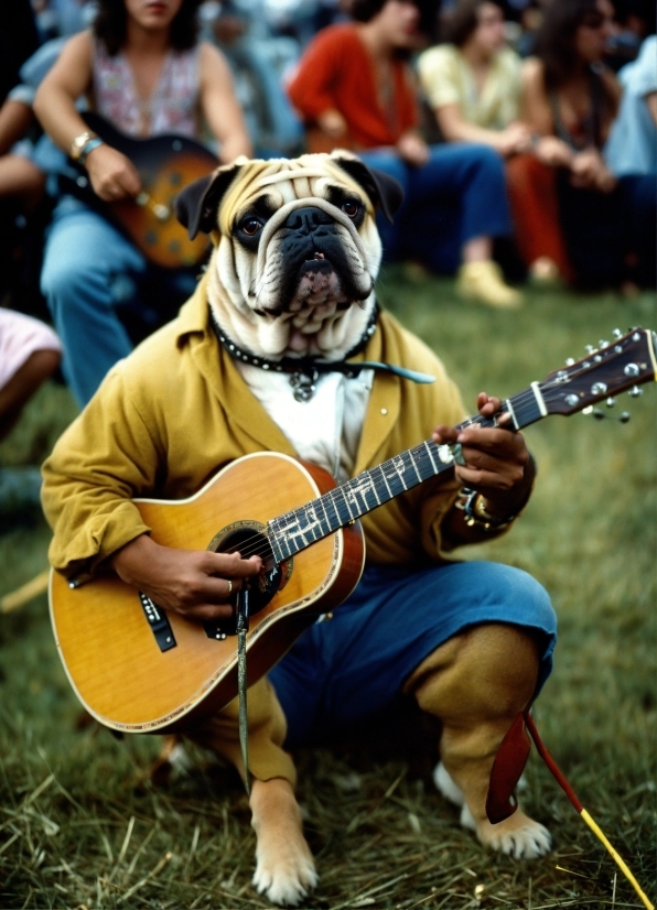 Clothing, Dog, Musical Instrument, Guitar Accessory, Guitar, Hat