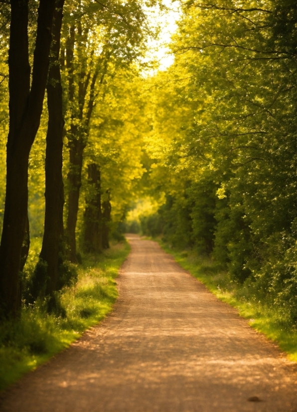 Content Creator Studio, Plant, People In Nature, Natural Landscape, Wood, Branch