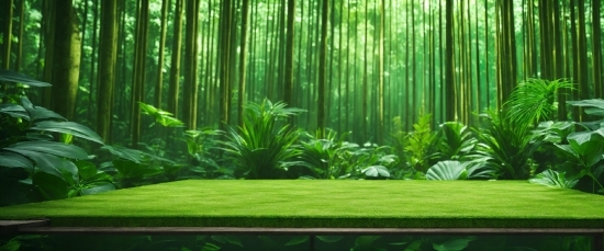 Coreldraw For Pc, Plant, Green, Ecoregion, Natural Landscape, Terrestrial Plant